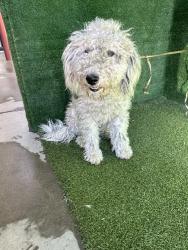 Shelter Stray Female Dog last seen , 5210 W Ave I, Lancaster, CA 93536, USA