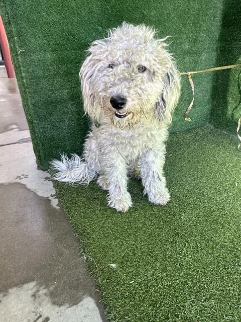 Shelter Stray Female Dog last seen , 5210 W Ave I, Lancaster, CA 93536, USA