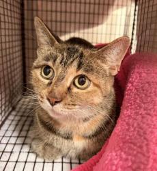 Shelter Stray Female Cat last seen , 957 N Gaffey St, San Pedro, CA 90731, USA