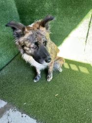 Shelter Stray Male Dog last seen , 5210 W Ave I, Lancaster, CA 93536, USA