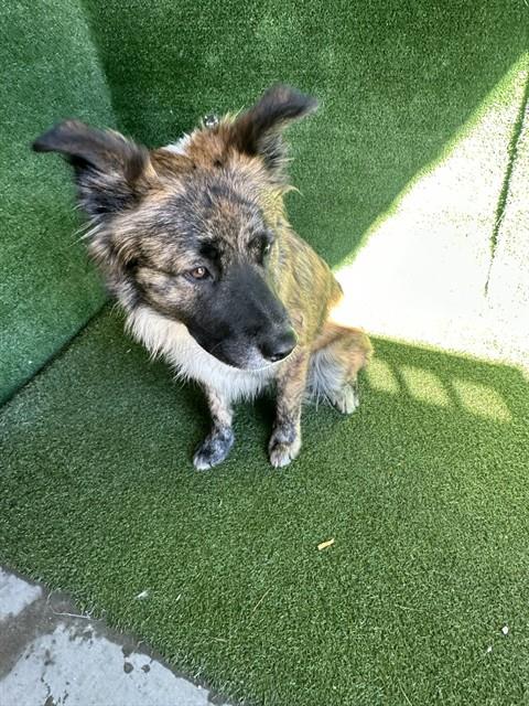 Shelter Stray Male Dog last seen , 5210 W Ave I, Lancaster, CA 93536, USA