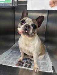 Shelter Stray Female Dog last seen , 957 N Gaffey St, San Pedro, CA 90731, USA