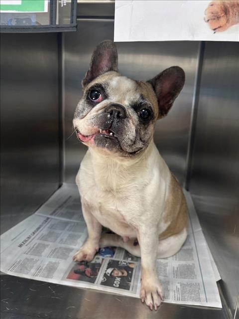 Shelter Stray Female Dog last seen , 957 N Gaffey St, San Pedro, CA 90731, USA