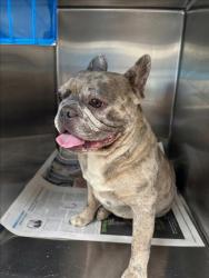 Shelter Stray Male Dog last seen , 957 N Gaffey St, San Pedro, CA 90731, USA
