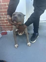 Lost Female Dog last seen Bonfire Dr and Glynlee Ct, Reisterstown, MD 21136