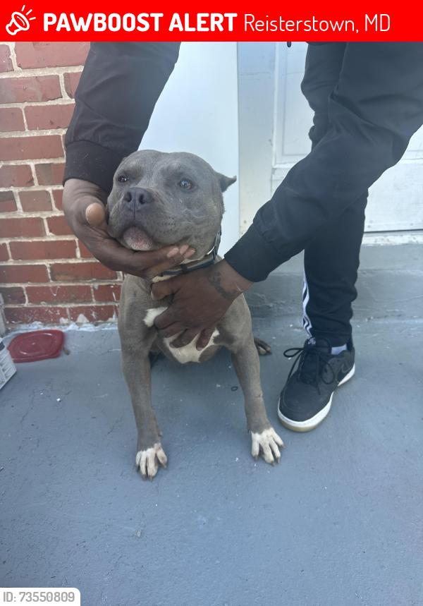 Lost Female Dog last seen Bonfire Dr and Glynlee Ct, Reisterstown, MD 21136