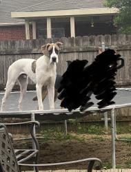 Reunited Male Dog last seen Springtown, Springtown, TX 76082