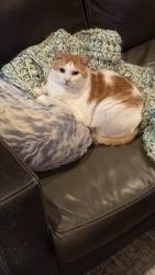 Reunited Female Cat last seen 26th Street, Allentown, PA 18104