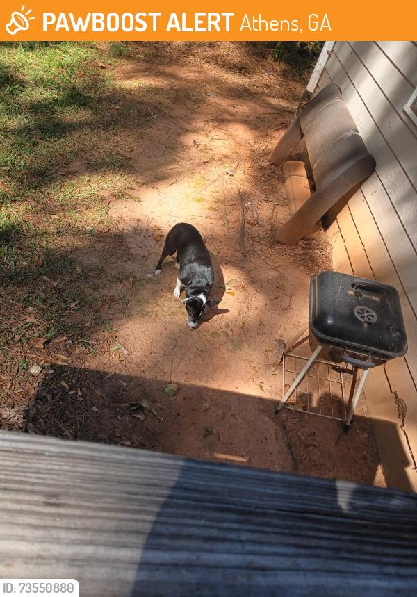 Found/Stray Male Dog last seen Near whit davis, Athens, GA 30605