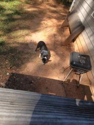 Found/Stray Male Dog last seen Near whit davis, Athens, GA 30605