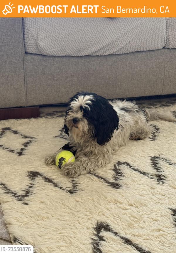 Found/Stray Unknown Dog last seen Hunts Lane and Heritage Lane, San Bernardino, CA 92408