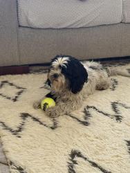 Found/Stray Unknown Dog last seen Hunts Lane and Heritage Lane, San Bernardino, CA 92408