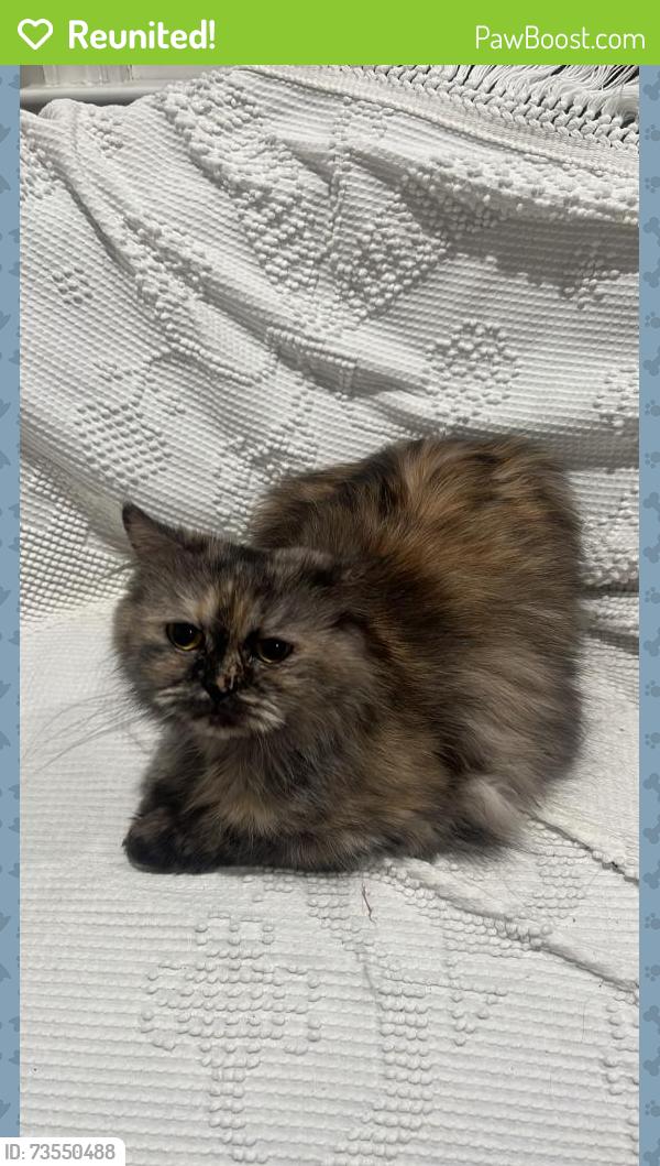 Reunited Female Cat last seen South Lakes Ct, Reston, VA 20191