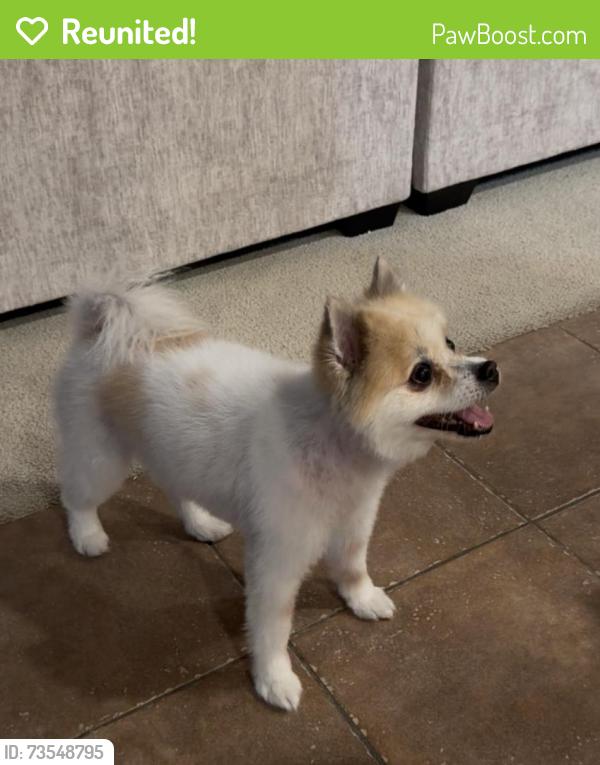 Reunited Male Dog last seen Hualapai and Grand Teton, Las Vegas, NV 89124
