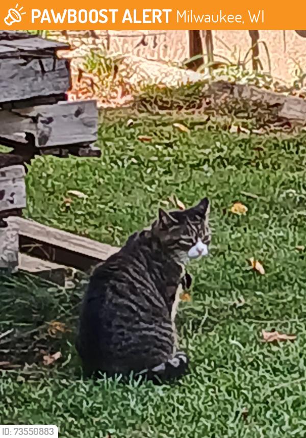 Found/Stray Unknown Cat last seen Near 88th and Morgan, Milwaukee, WI 53228