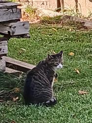 Found/Stray Unknown Cat last seen Near 88th and Morgan, Milwaukee, WI 53228