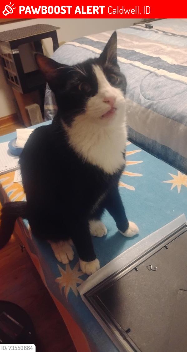 Lost Male Cat last seen Walker Lake Road, Caldwell, ID 83607