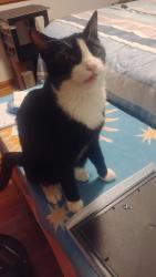 Lost Male Cat last seen Walker Lake Road, Caldwell, ID 83607