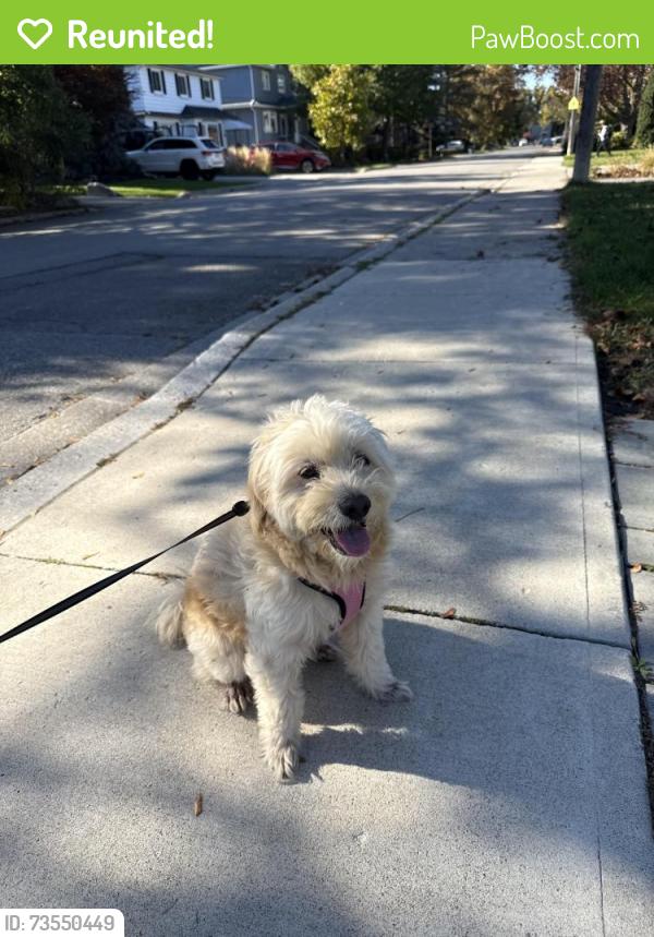 Reunited Unknown Dog last seen Lakeshore and cawthra, Mississauga, ON L5G 3W2