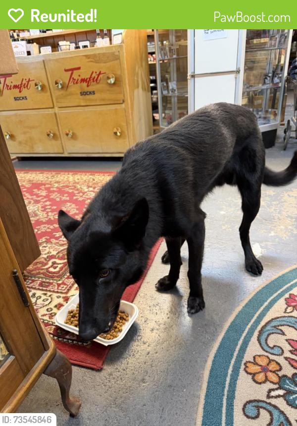 Reunited Male Dog last seen W Indiana Ave & N Washington St, Spokane, WA 99205, USA, Spokane, WA 99205