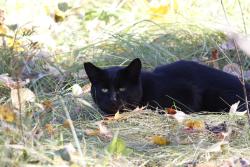 Found/Stray Unknown Cat last seen On the land behind CEGEP St-Laurent (near the daycare), Montréal, QC H4L 3X6