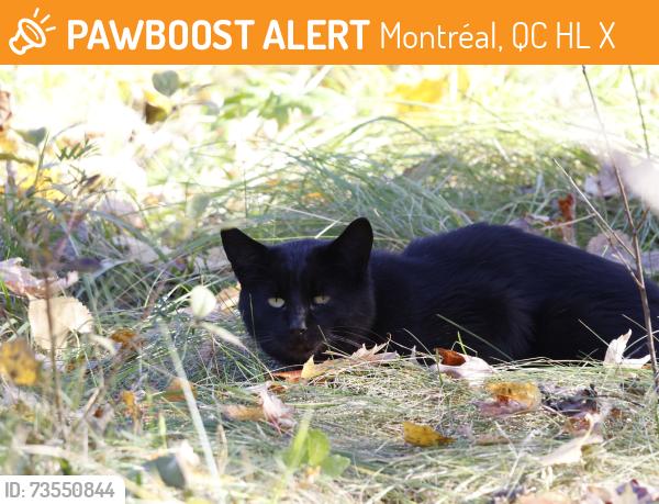 Found/Stray Unknown Cat last seen On the land behind CEGEP St-Laurent (near the daycare), Montréal, QC H4L 3X6