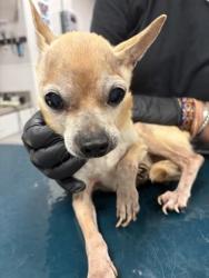 Shelter Stray Male Dog last seen Quail DR, County/Unicorporated, NC, 1491 Business Park Ct, Gastonia, NC 28052, USA
