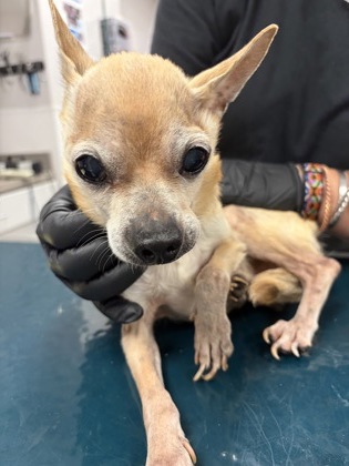 Shelter Stray Male Dog last seen Quail DR, County/Unicorporated, NC, 1491 Business Park Ct, Gastonia, NC 28052, USA