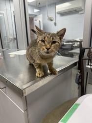 Shelter Stray Female Cat last seen bayleaf drive, Pamlico County, NC, 1639 Old Airport Rd, New Bern, NC 28562, USA