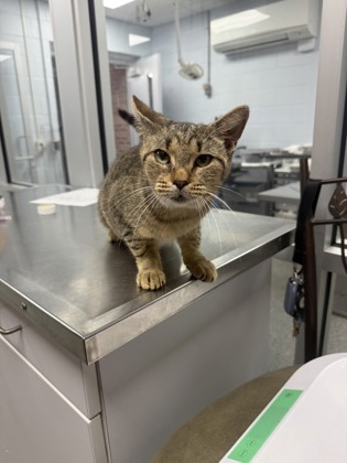 Shelter Stray Female Cat last seen bayleaf drive, Pamlico County, NC, 1639 Old Airport Rd, New Bern, NC 28562, USA