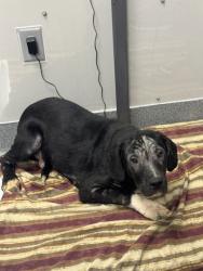 Shelter Stray Male Dog last seen Near Old Newport Hwy, Sevierville City, TN, 1008 Old Knoxville Hwy, Sevierville, TN 37862, USA