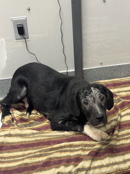 Shelter Stray Male Dog last seen Near Old Newport Hwy, Sevierville City, TN, 1008 Old Knoxville Hwy, Sevierville, TN 37862, USA
