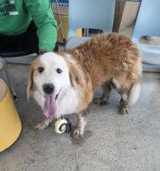 Shelter Stray Female Dog last seen , , TX, 355 Hillshire Dr, Haslet, TX 76052, USA