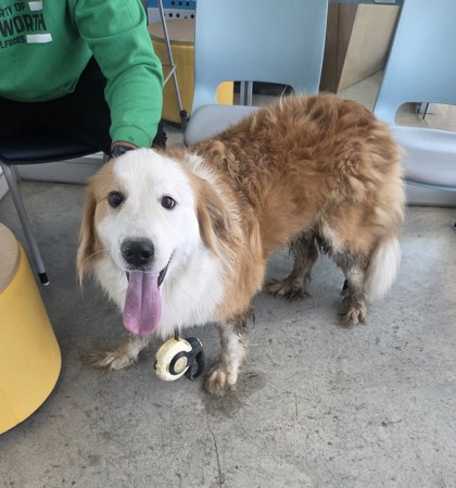 Shelter Stray Female Dog last seen , , TX, 355 Hillshire Dr, Haslet, TX 76052, USA