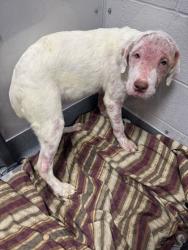 Shelter Stray Female Dog last seen Near Old Newport Hwy, Sevierville City, TN, 1008 Old Knoxville Hwy, Sevierville, TN 37862, USA