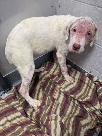 Shelter Stray Female Dog last seen Near Old Newport Hwy, Sevierville City, TN, 1008 Old Knoxville Hwy, Sevierville, TN 37862, USA