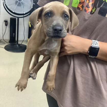 Shelter Stray Female Dog last seen Near GUADALUPE RD, West District, TX, 355 Hillshire Dr, Haslet, TX 76052, USA