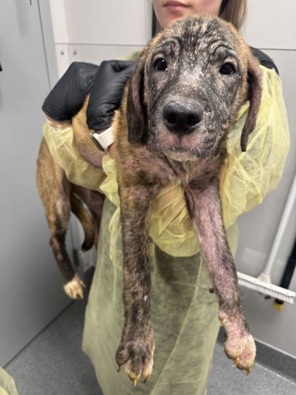 Shelter Stray Female Dog last seen Near Old Newport Hwy, Sevierville City, TN, 1008 Old Knoxville Hwy, Sevierville, TN 37862, USA