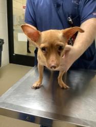 Shelter Stray Female Dog last seen Near Blue Carriage Ln, East District, TX, 355 Hillshire Dr, Haslet, TX 76052, USA