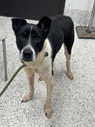 Shelter Stray Male Dog last seen Near Milton Ave, Alpharetta, GA, 1251 Fulton Industrial Blvd NW, Atlanta, GA 30336, USA
