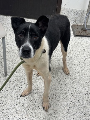 Shelter Stray Male Dog last seen Near Milton Ave, Alpharetta, GA, 1251 Fulton Industrial Blvd NW, Atlanta, GA 30336, USA