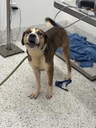 Shelter Stray Male Dog last seen Near Milton Ave, Alpharetta, GA, 1251 Fulton Industrial Blvd NW, Atlanta, GA 30336, USA
