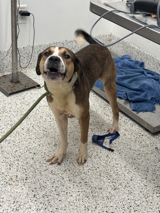 Shelter Stray Male Dog last seen Near Milton Ave, Alpharetta, GA, 1251 Fulton Industrial Blvd NW, Atlanta, GA 30336, USA