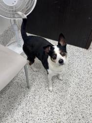 Shelter Stray Female Dog last seen Near Milton Ave, Alpharetta, GA, 1251 Fulton Industrial Blvd NW, Atlanta, GA 30336, USA