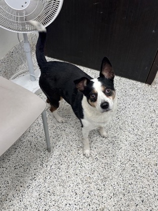 Shelter Stray Female Dog last seen Near Milton Ave, Alpharetta, GA, 1251 Fulton Industrial Blvd NW, Atlanta, GA 30336, USA