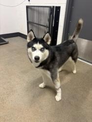 Shelter Stray Male Dog last seen Near W 58, 2nd District, OH, 9203 Detroit Ave, Cleveland, OH 44102, USA