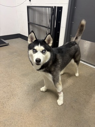 Shelter Stray Male Dog last seen Near W 58, 2nd District, OH, 9203 Detroit Ave, Cleveland, OH 44102, USA