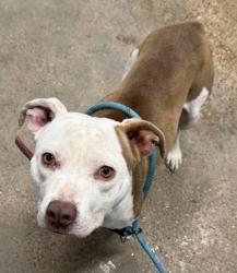Shelter Stray Female Dog last seen E 105, 5th District, OH, 9203 Detroit Ave, Cleveland, OH 44102, USA
