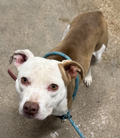 Shelter Stray Female Dog last seen E 105, 5th District, OH, 9203 Detroit Ave, Cleveland, OH 44102, USA