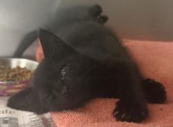 Shelter Stray Male Cat last seen CR 240, Williamson County, TX, 1855 SE Inner Loop, Georgetown, TX 78626, USA
